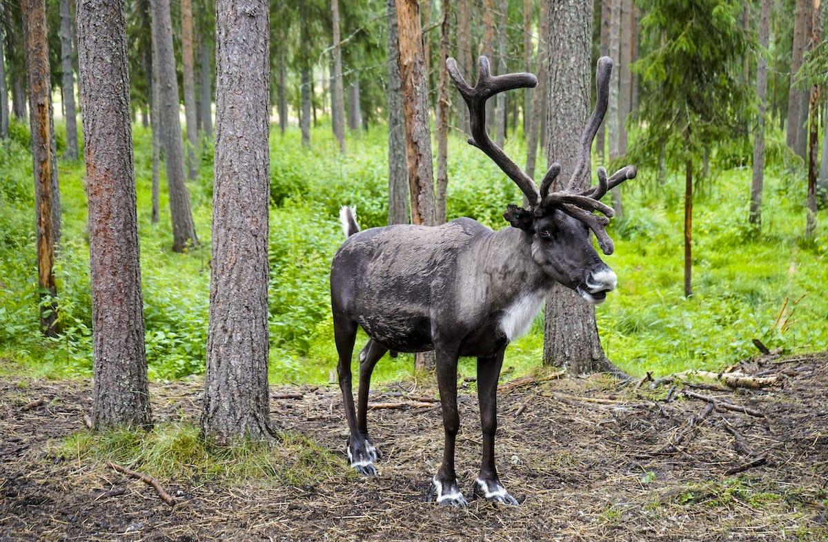So besuchen Sie im Sommer eine Rovaniemi 