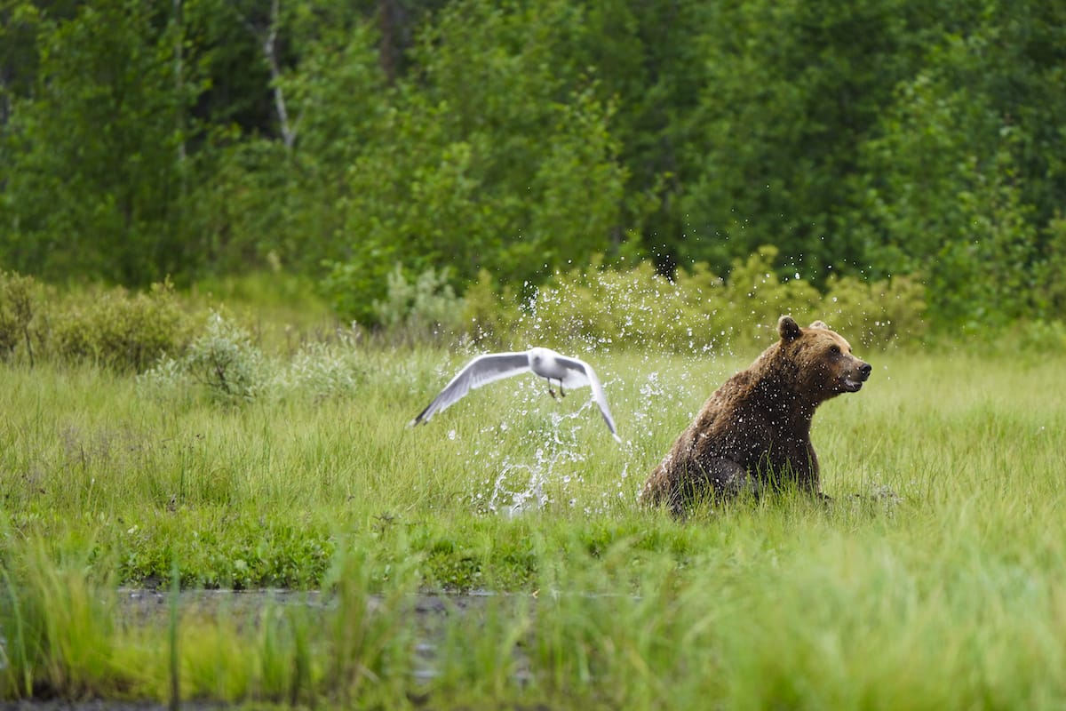 12 Gründe für den Besuch von Rovaniemi im Sommer 2025 (+ Mitternachtssonnen 