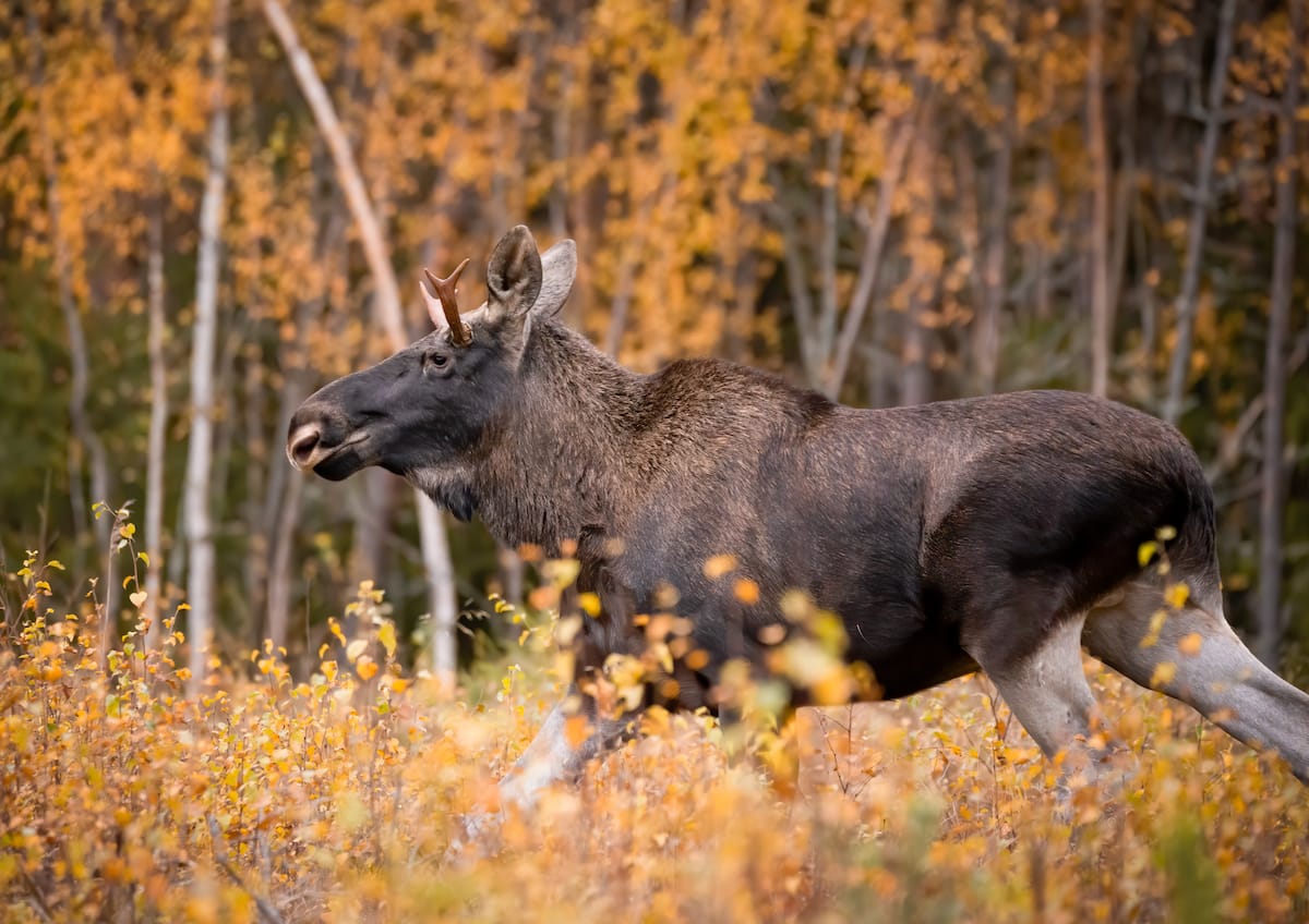 Wie man ein Elch beobachtet von Rovaniemi (Best Tour + Tipps)