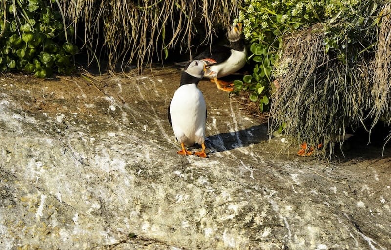 So buchen Sie eine epische Puffin, die Tour von Nuuk beobachtet (+ Was ist zu packen)