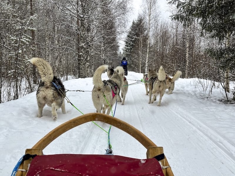 Hundeschlitten in Rovaniemi: Beste Tour, Tipps und FAQ