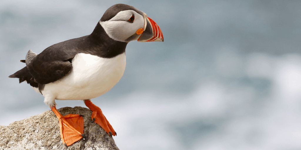 6 Beste Faroe Islands Tours (Papageientaucher, Wasserfälle und mehr!)