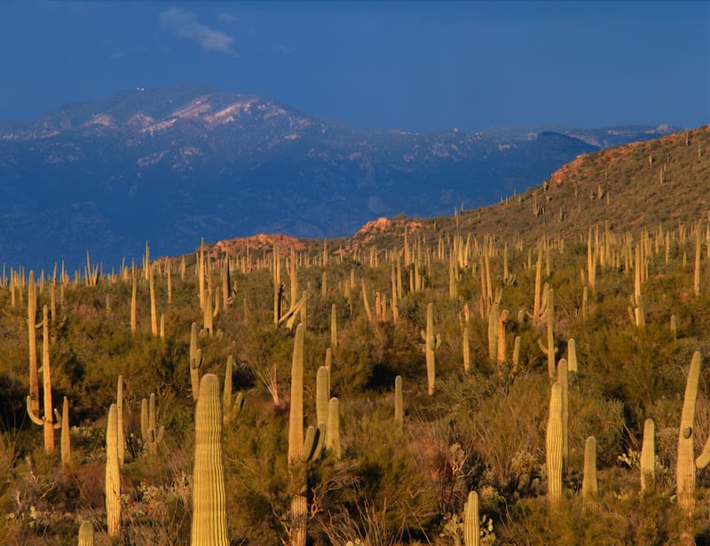 9 Beste Wanderungen im Saguaro 