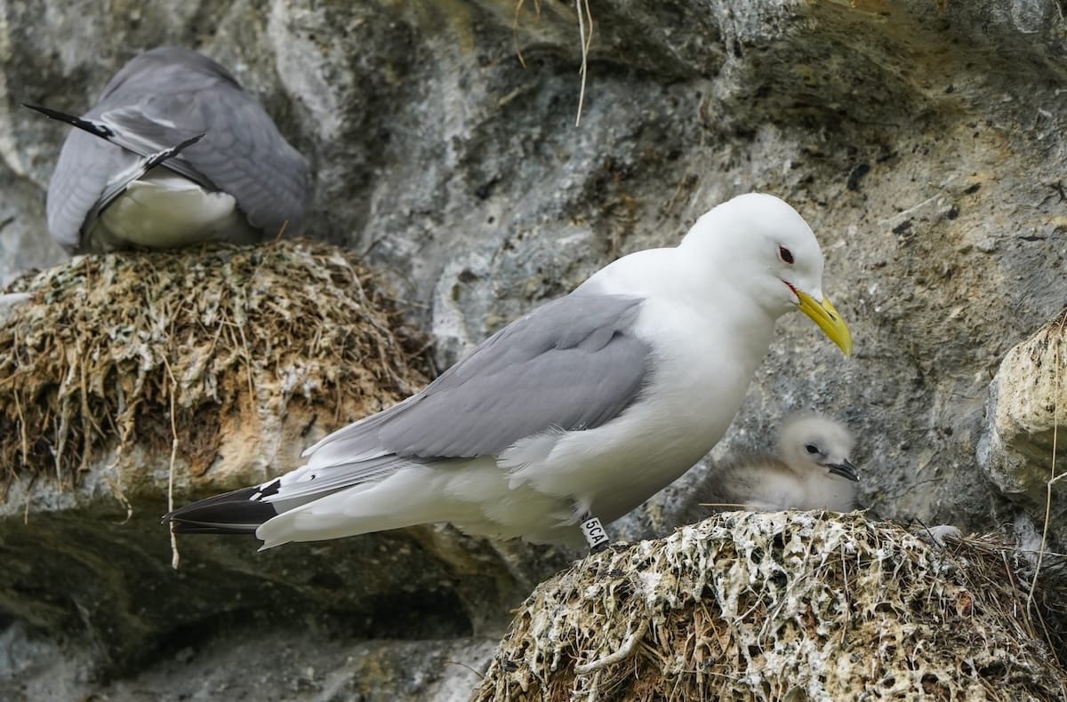 Norwegens gefährdeten schwarzbeinigen Kittiwake (Krykkje) kennenlernen