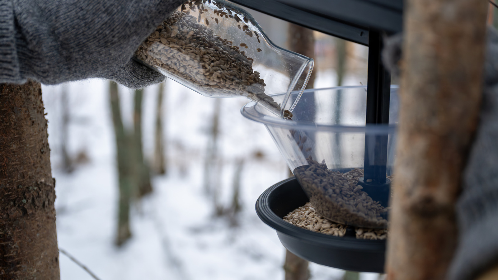 Vogelfutterfehler, die Sie in den Wintermonaten vermeiden sollten