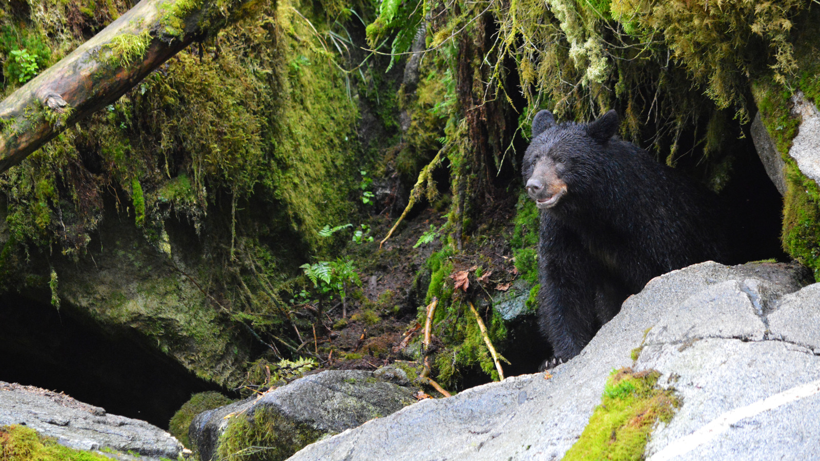 Entdecken Sie, wie sich Bären in freier Wildbahn an einem Muss Alaska-Ziel in der Wildnis verhalten