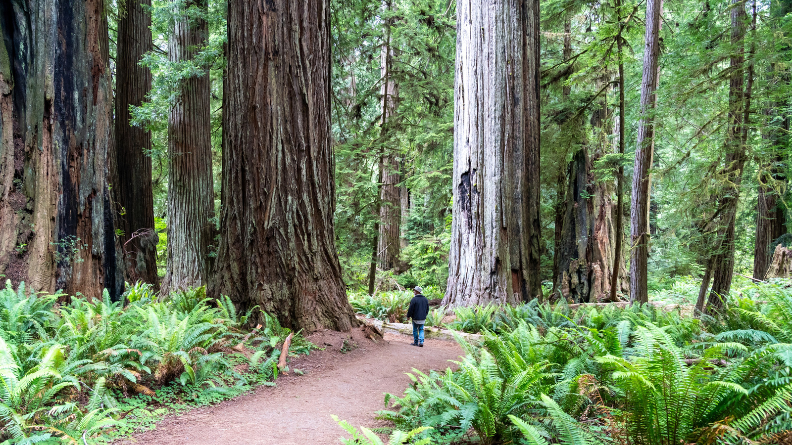 Wanderung zu einem der höchsten Bäume im Redwood National Park auf diesem Weg