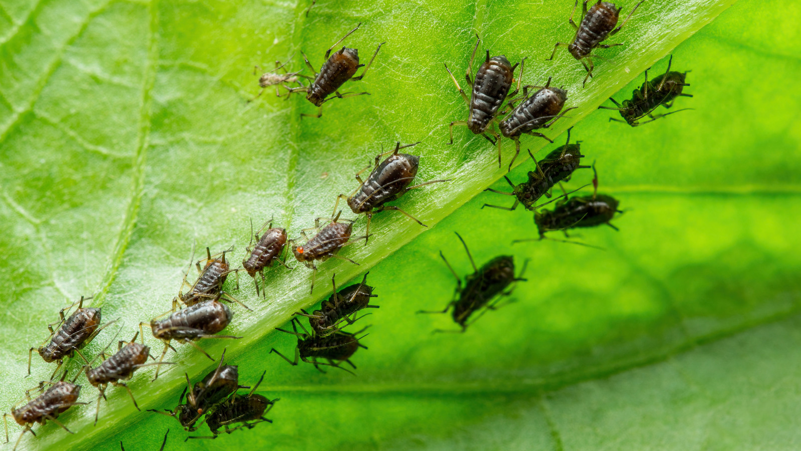 So identifizieren und loswerden Sie Schwarze in Ihrem Garten