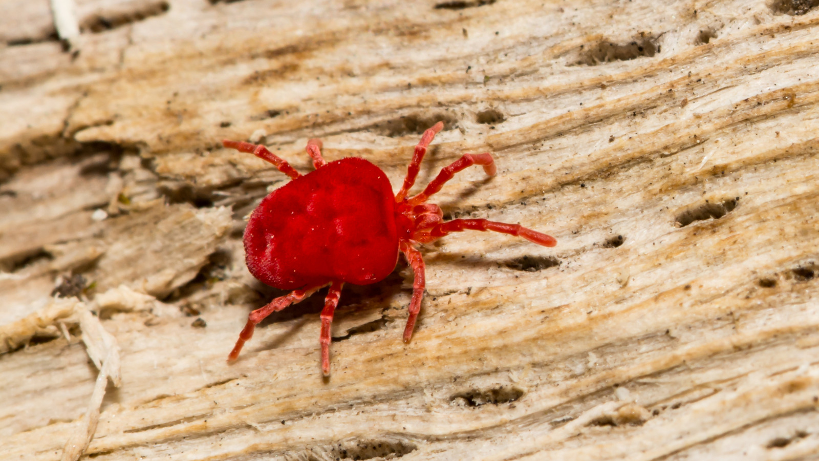 So halten Sie Chigger 