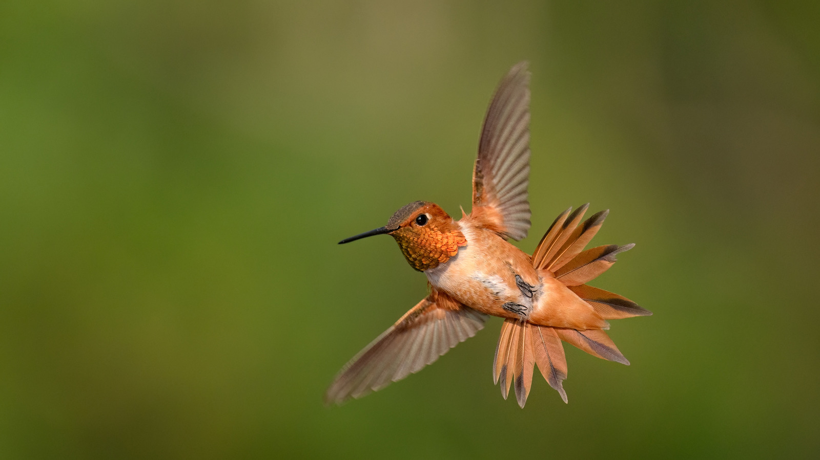 Die wartungsarme rosa Blume, der Kolibris nicht widerstehen kann