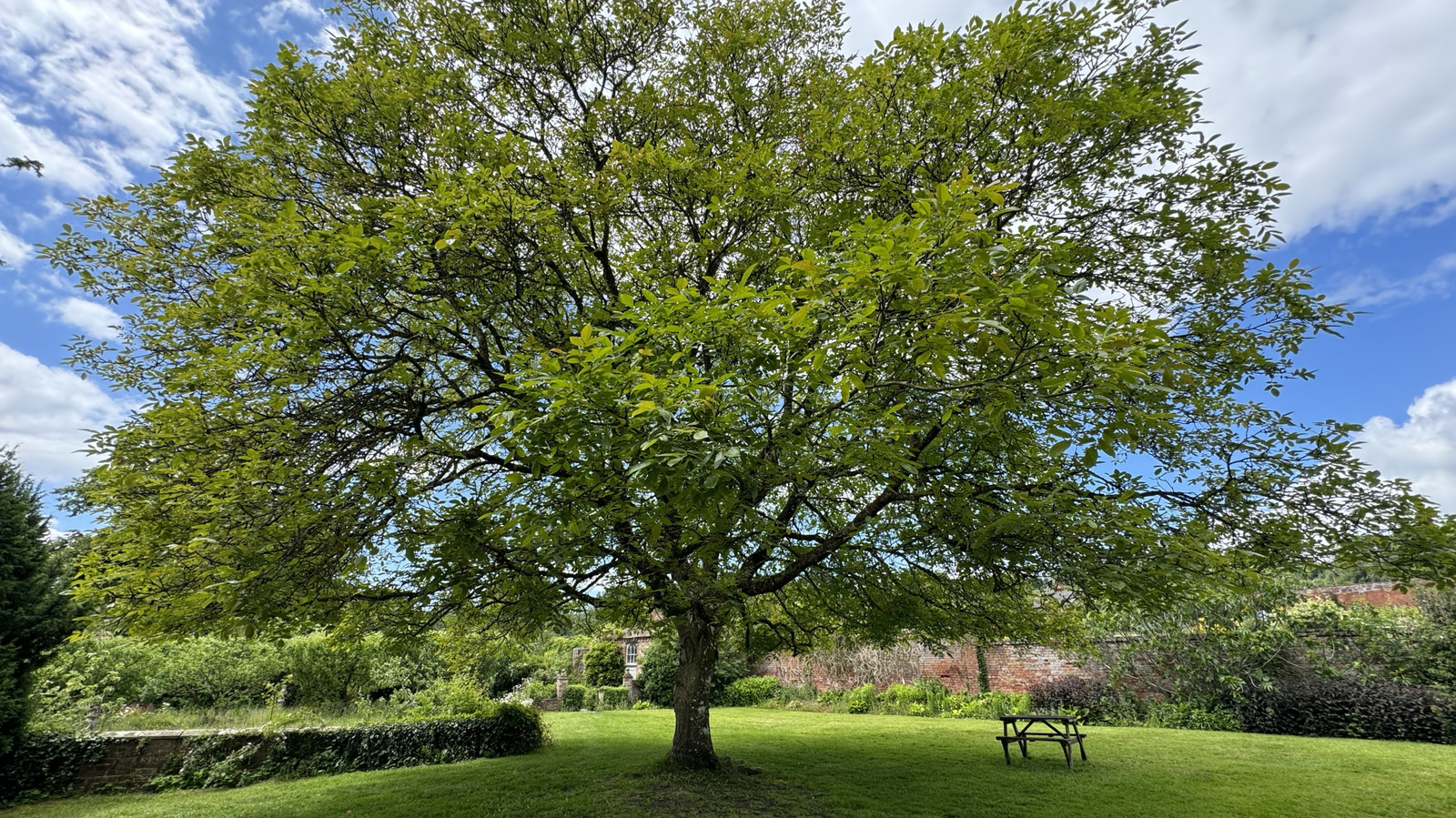 Warum Sie das Pflanzen von Walnussbäumen in Ihrem Garten vielleicht noch einmal überdenken sollten